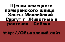 Щенки немецкого померанского шпица - Ханты-Мансийский, Сургут г. Животные и растения » Собаки   